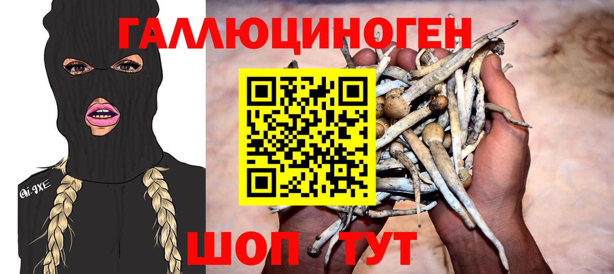 Галлюциногенные грибы Psilocybe  Апшеронск 